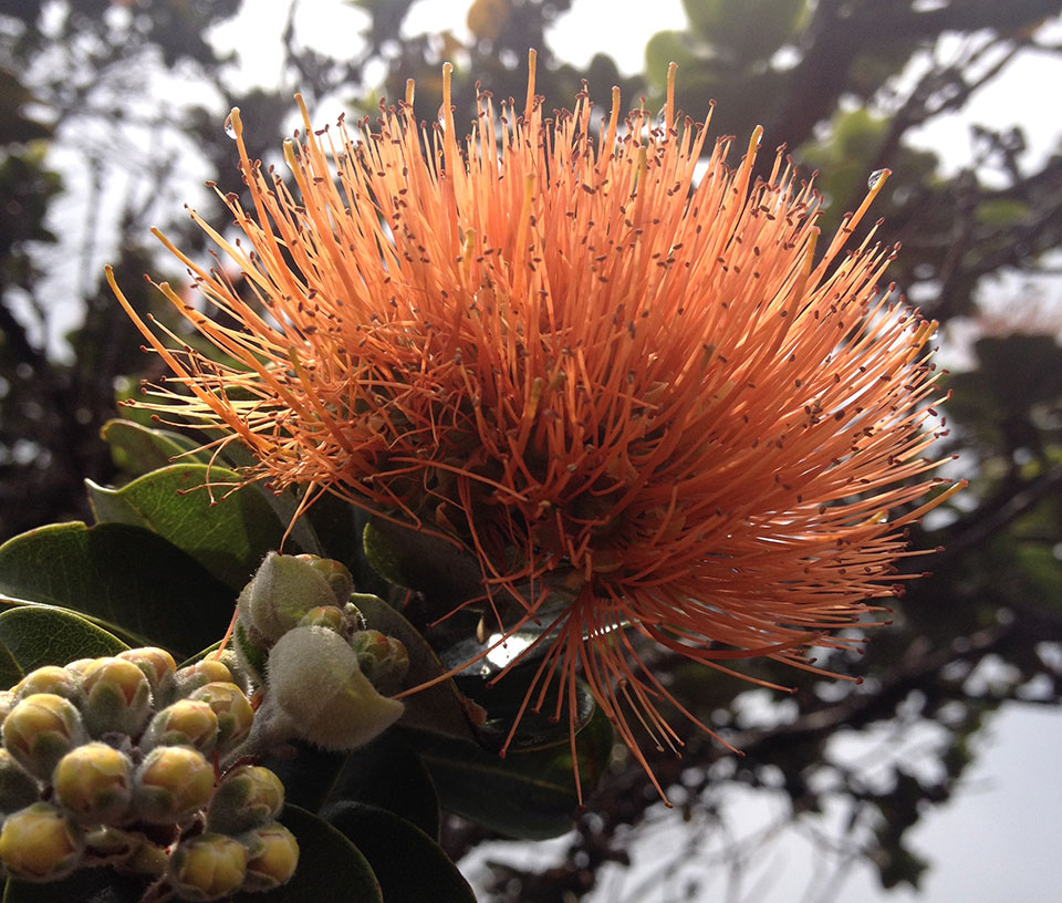 Salmon-colored lehua blooming in Kahuku Salmon-colored lehua blooming in Kahuku