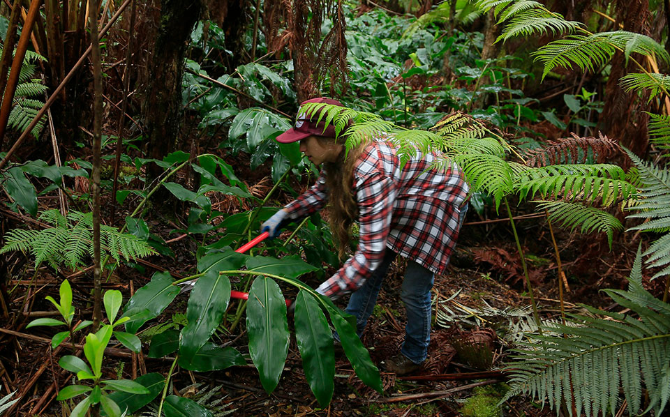 Stewardship at the summit volunteer Heather removes invasive Himalayan ginger near Devastation Trail