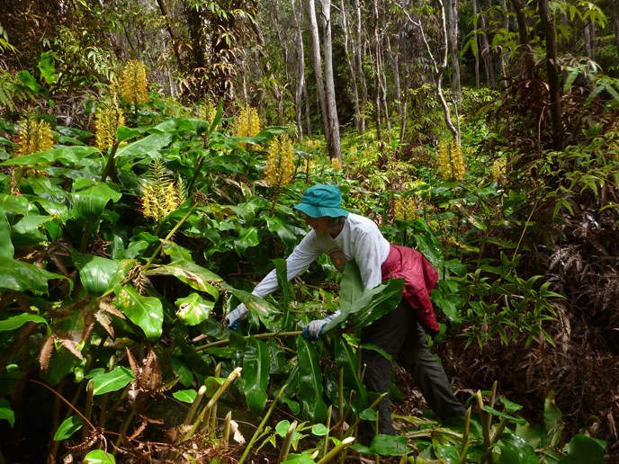 Volunteer cutting Himalayan ginger