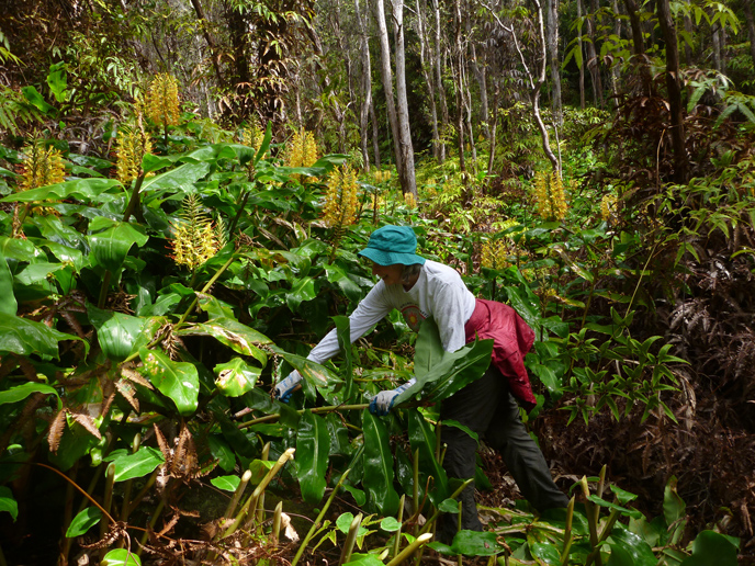 Volunteer Marilyn cuts kāhili ginger