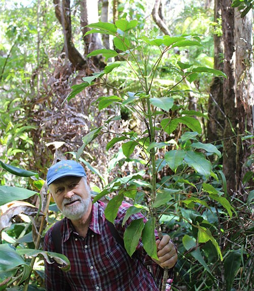 Volunteer and native ‘ōlapa