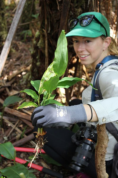 A volunteer removes invasive Himalayan ginger from native rainforest