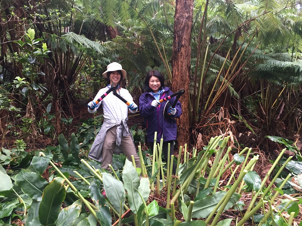 Volunteers from Japan remove invasive plants from Devastation Trail area Two women showing gardening tools in forest