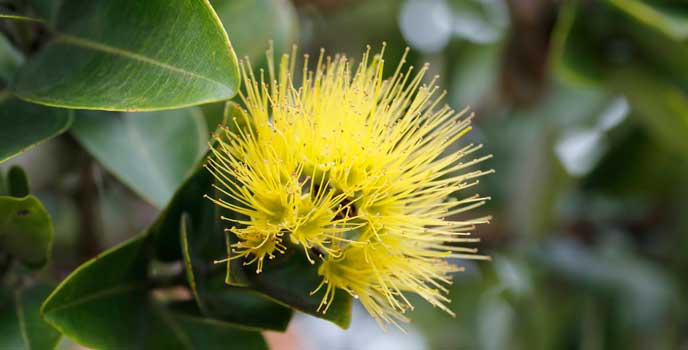 Yellow lehua blooming in Kahuku