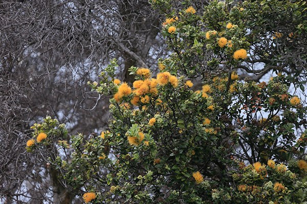 Yellow ‘ōhi‘a lehua at Kahuku