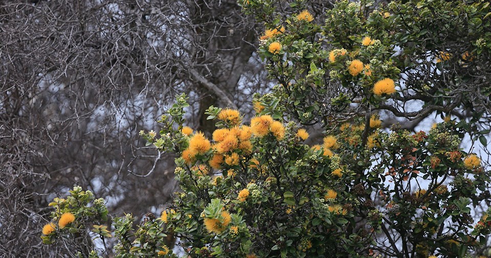 A eruption of lehua mamo (yellow lehua flowers) on an ‘ōhi‘a tree in Kahuku