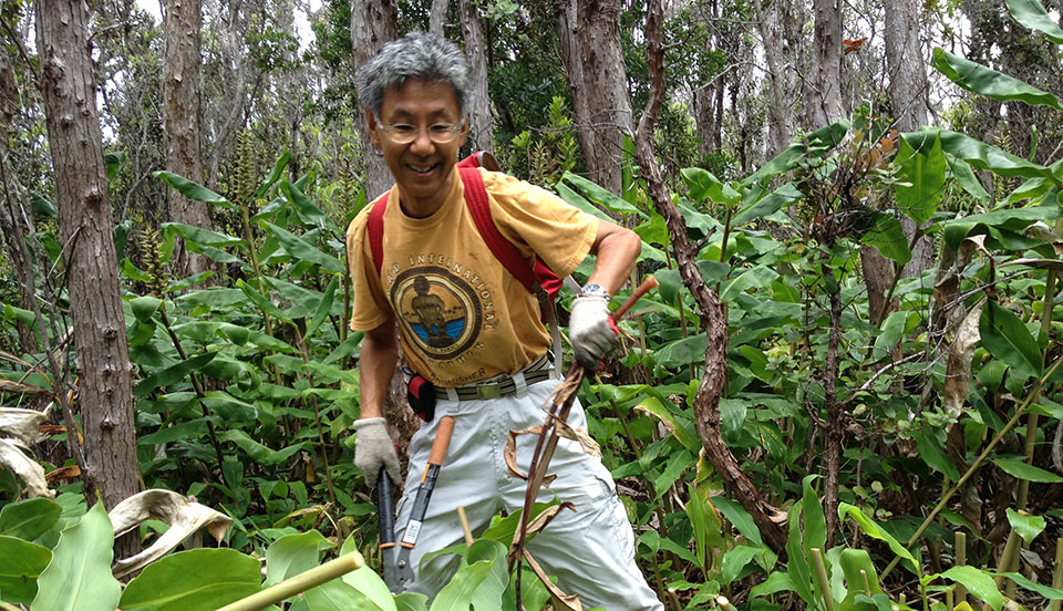 Yoshihiro Ueda of Hilo removes invasive Himalayan ginger on National Public Lands Day