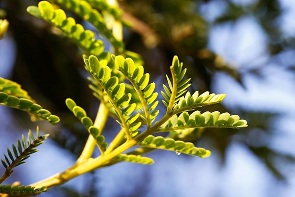 The tiny leaflets of a young koa seedling