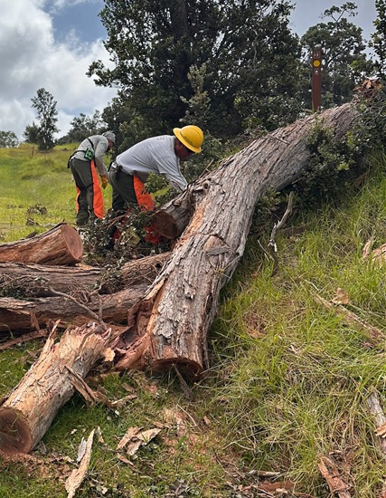 National Park sawyers work a large fallen tree blocking a trail