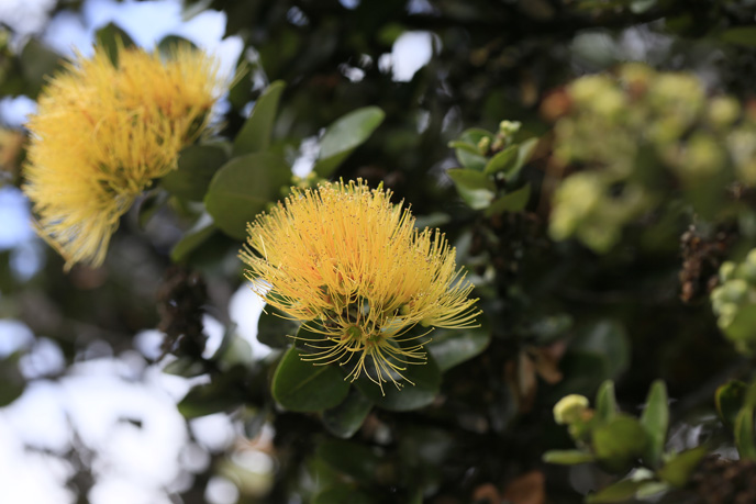yellow ‘ōhi‘a lehua blooms