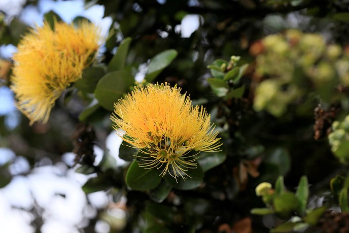 yellow ‘ōhi‘a lehua blooms