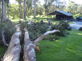 fallen trees at Namakanipaio