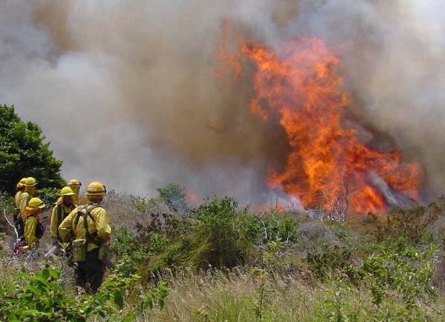 firefighters