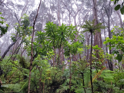 Vibrant green plants and trees in a high elevation Hawaiian forest