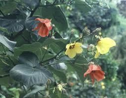 hau bloom