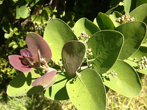 Sandalwood blooming in Hawai‘i Volcanoes National Park