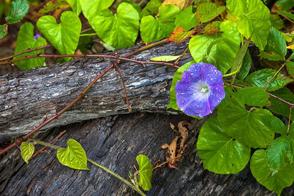 Beautiful, yet sometimes problematic, the morning glory or pōhue vine can choke out other plants if not controlled.