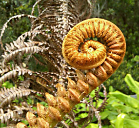 An `ama`u fern frond unfurling