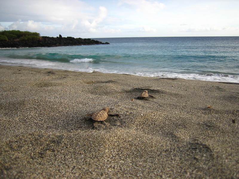 Honuʻea (Hawksbill Sea Turtles) Turtle hatchlings crawling to the sea.