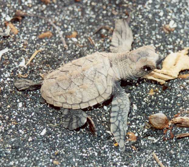 hawksbill hatchling