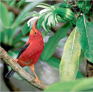 An i'iwi bird and lobelia
