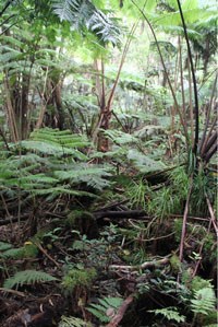 inside fenced area
