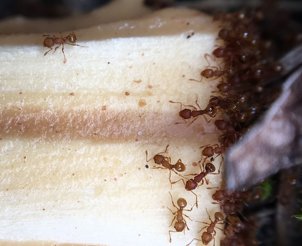 Little fire ants swarm the end of a chopstick laced with peanut butter