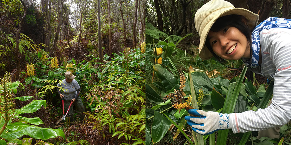 Removing invasive ginger