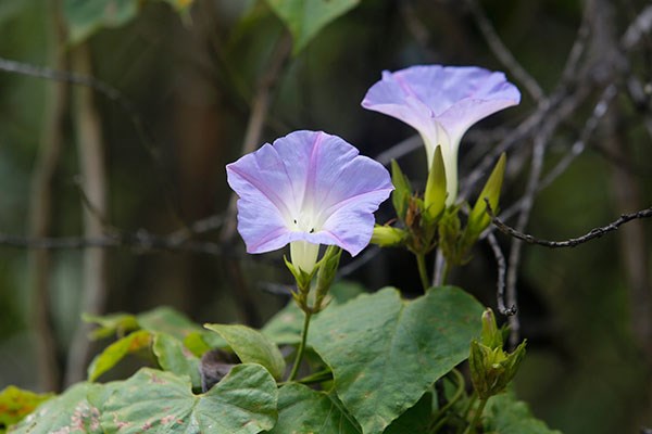 Morning Glory Vine at Kīpukapuaulu