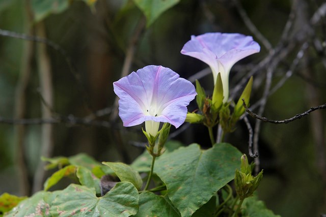 Morning glory at Kīpukapuaulu