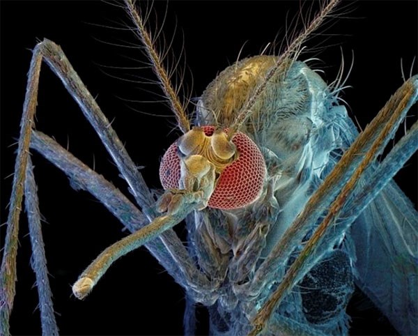 Stock photo of mosquito closeup