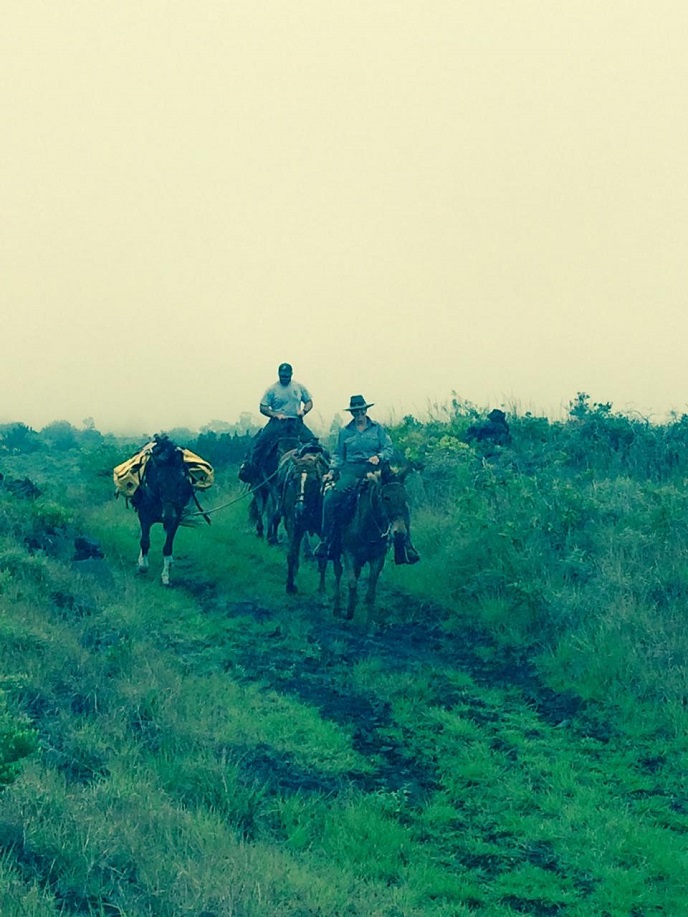 Mules and first responders on Keauhou Trail