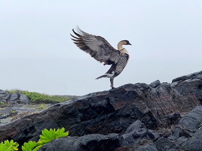 nene stretch 405 WEi A nēnē streches its wings on hard black lava