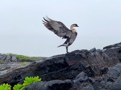 A nēnē streches its wings on hard black lava