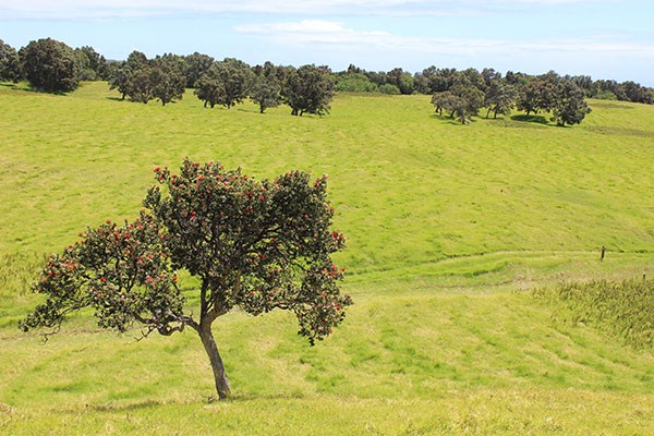 Guided hike in Kahuku, Realms & Divisions