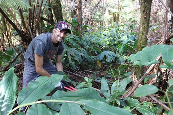 NPS Volunteer Marius Arigot removing invasive Himalayan ginger during a Stewardship at the Summit program