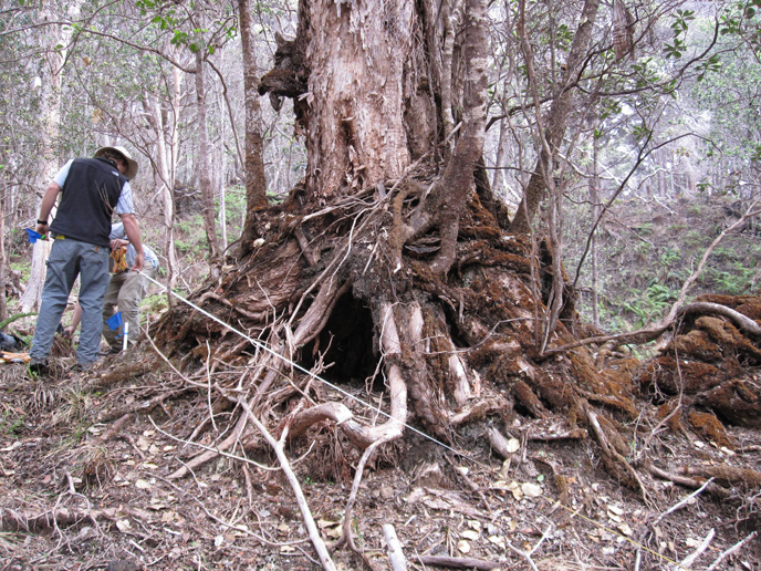 'Ohi'a tree base damanged by non_native_ungulates kahuku_688