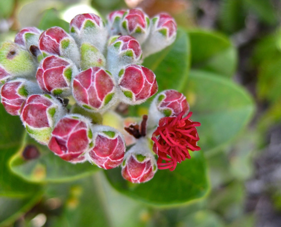 Ohia Lehua by Judy Edwards