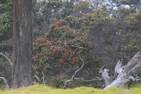 ‘Ohi‘a lehua in bloom at Kahuku NP Week program