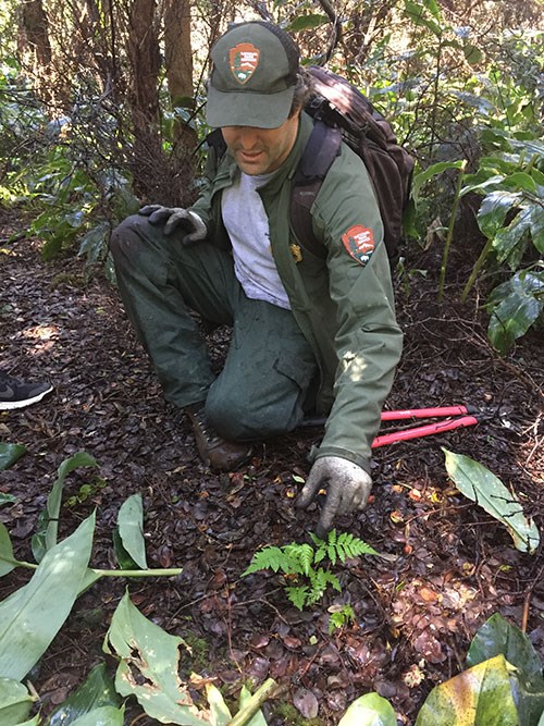 Park ecologist David Benitez and freed hapu‘u pulu fern keiki