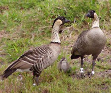 Three year old mom and dad with their first born, a three day old gosling.