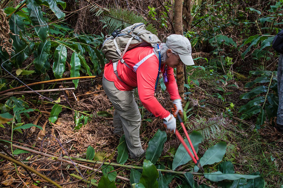 Restoring Native Forest in Hawai‘i Volcanoes National Park