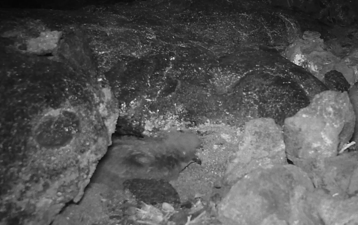 A fluffy seabird chick peeking out of its rocky ground burrow