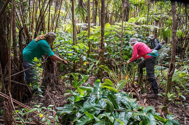 Restoring native rainforest: Stewardship at the Summit