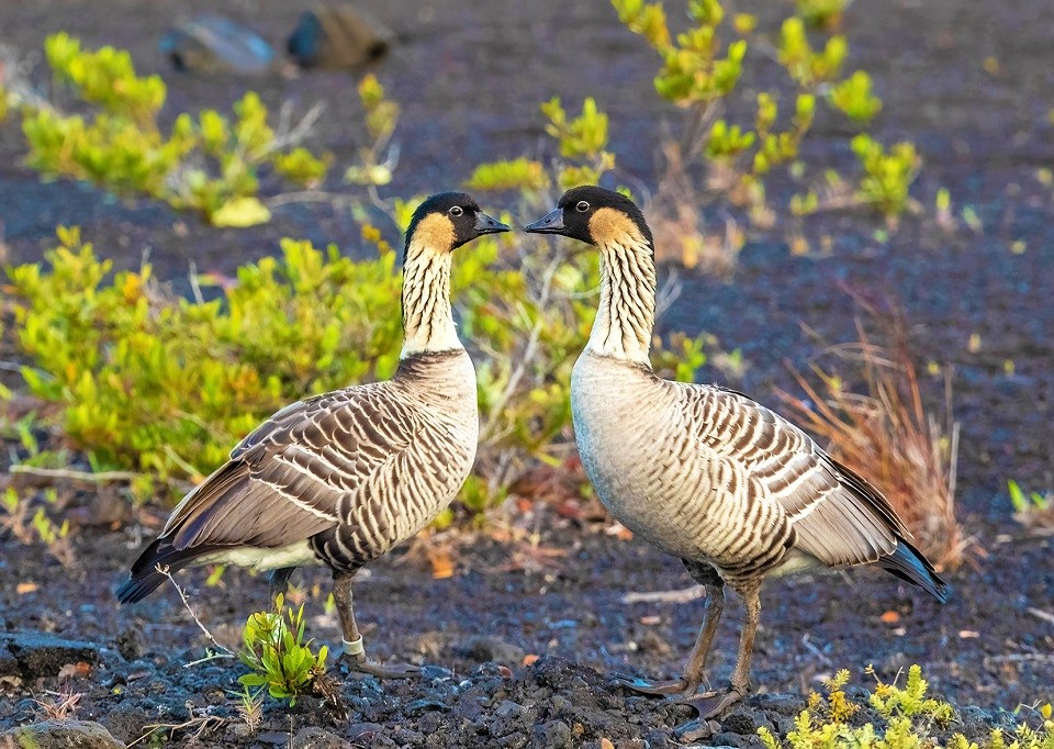 Two geese face each other beak to beak.