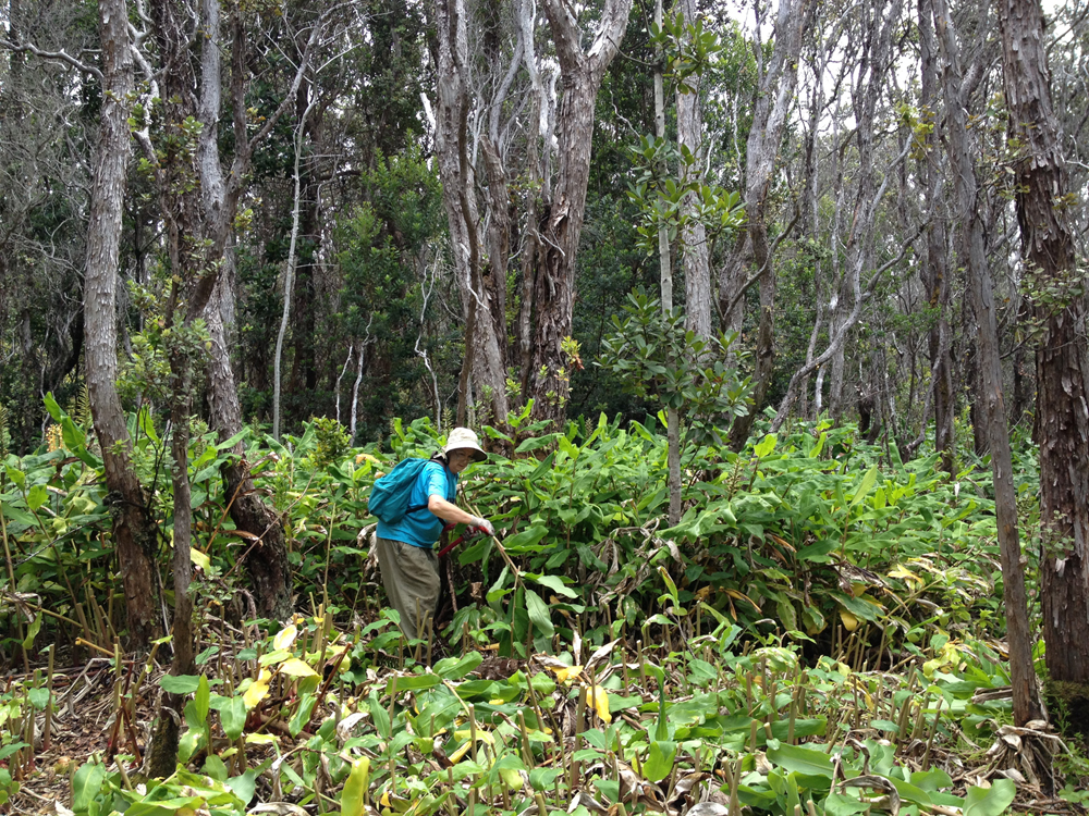 volunteer freeing kōlea lau nui
