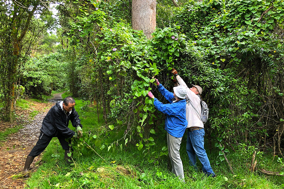 Volunteers remove koali ‘awa from Kīpukapuaulu Volunteers remove koali ‘awa from Kīpukapuaulu
