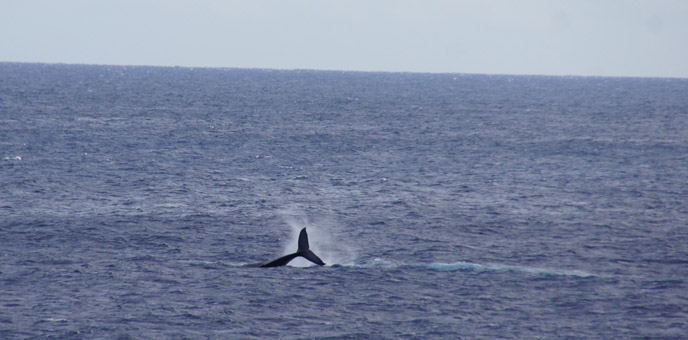 whale tail