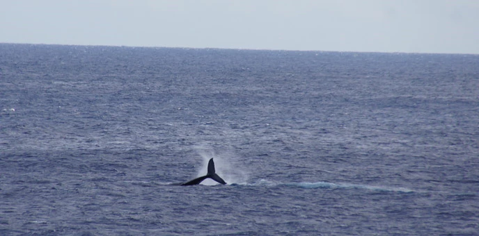 whale tail