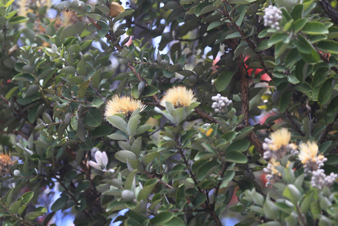 yellow ohia lehua